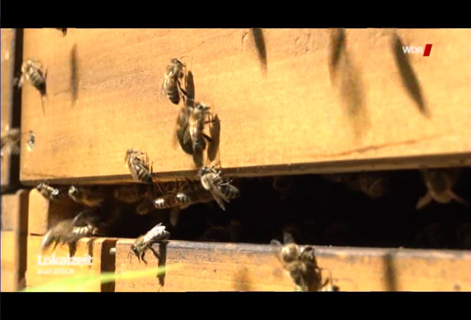 Flugloch Bienen